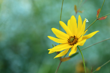 Garten-Sonnenauge (Heliopsis helianthoides)