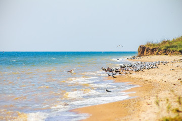 flock of seagulls cormorants, beach ocean, nature background