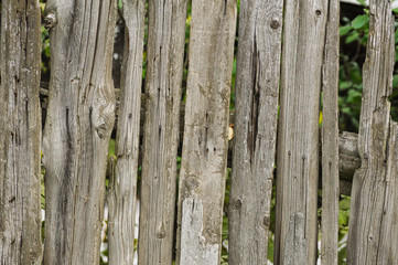 Old shabby wooden fence