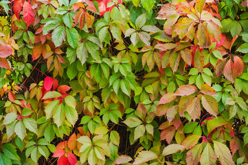 Virginia creeper backgrounds