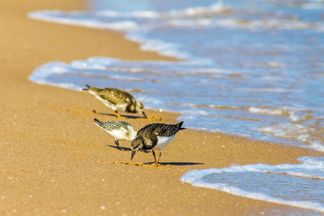 Fototapeta na wymiar small bird walks on the beach, ocean beach, nature background