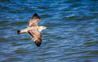 Cormorant Gull flying over the ocean sea, nature background