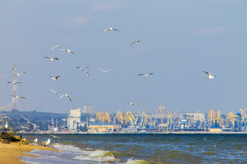 Fototapeta na wymiar flock seagulls cormorants flying over the sea, port, city background