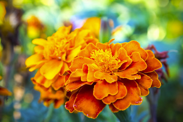 Orange flower in the flower bed, nature background