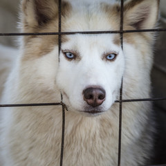 Lovely husky dog in the cage