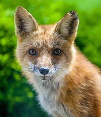 Red Fox Stare Down
