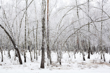 Birch trees covered with hoarfrost