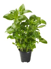 Basil in pot