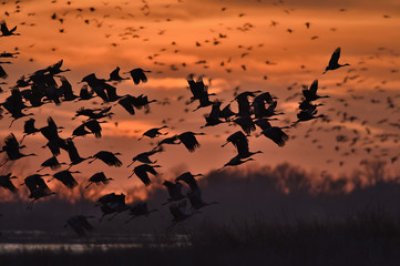 Sandhill Cranes taking flight over the Platte River at sunset ne