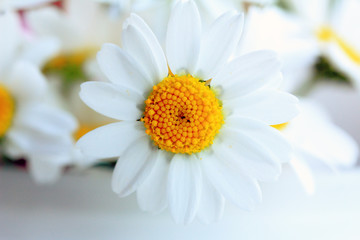 White daisy - closeup