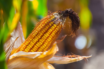 Immature, wizened, diseased and moldy corn cob on the field, close-up.