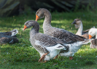 Long necked, domesticated Greylag geese happy in their place of ponds and meadows.  Big birds on a hobby farm in Ontario, Canada. 