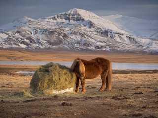 Icelandic Horse