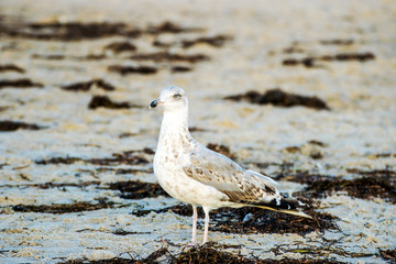 Seagull on the beach of Warnemuende.
