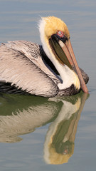 Pelican swimming on water with water reflection
