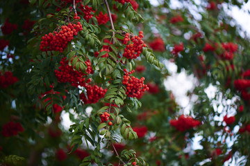 Ripe red Rowan in the branches of a tree