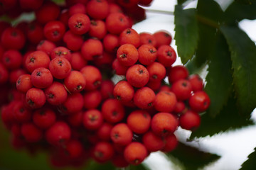 Ripe red Rowan on a tree branch closeup