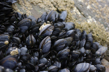 Mussels
