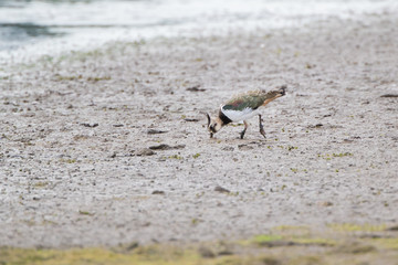 Lapwing Foraging