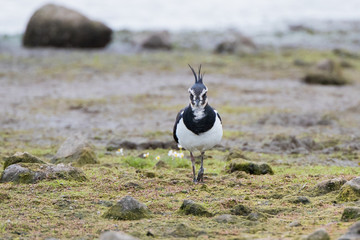 Lapwing Foraging