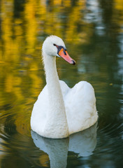 Graceful white Mute swan (Cygnus Olor) in morning sunlight as he swims about with a mate nearby in a woodland pond.