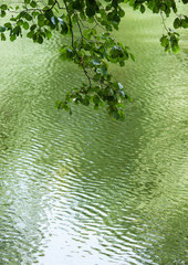 branch of Green leaves reflecting in the water