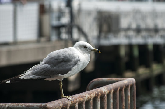 Gull perched on iron railings at port facilities
