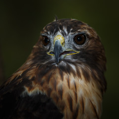 Red-tailed Hawk