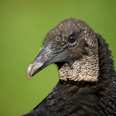 Black Vulture