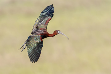 Glossy Ibis