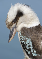 blue winged kookaburra