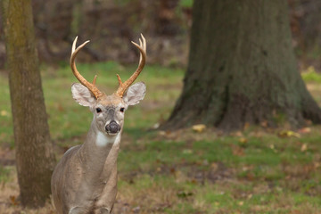 Whitetailed Deer Buck