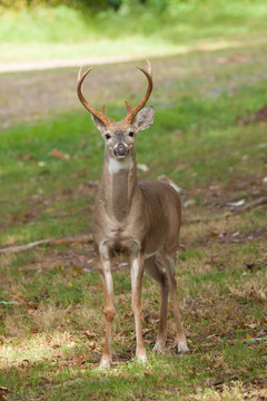 Whitetailed Deer Buck © Erin Cadigan