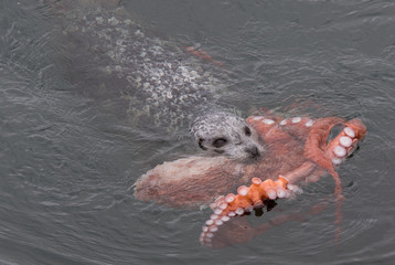 Seal versus the Octopus 4