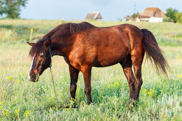 Fototapeta premium Brown horse grazing on a leash, horse in the field at the evening