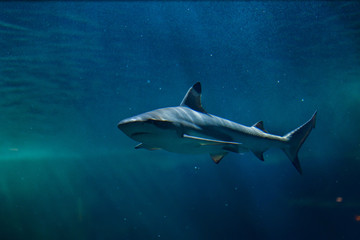 Obraz premium Blacktip reef shark (Carcharhinus melanopterus).