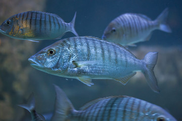 Fototapeta premium Sand steenbras (Lithognathus mormyrus).