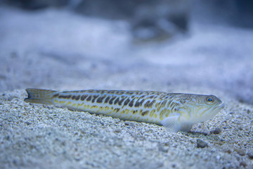Greater weever (Trachinus draco).