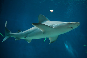 Obraz premium Sandbar shark (Carcharhinus plumbeus).