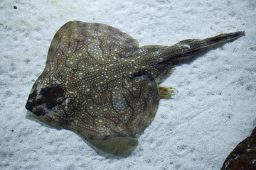 Undulate ray (Raja undulata).