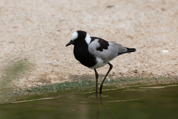 Blacksmith lapwing (Vanellus armatus).