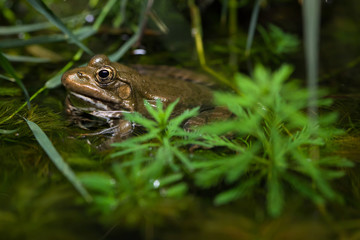 Marsh frog (Pelophylax ridibundus).
