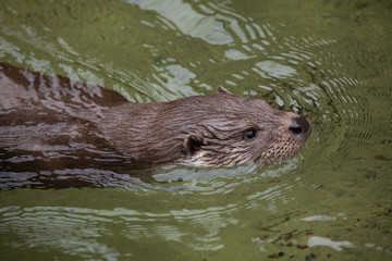 Eurasian otter.