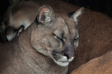Chilean cougar (Puma concolor).