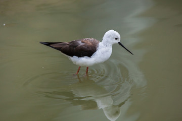 Black-winged stilt (Himantopus himantopus).