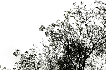 dark tone  treetop of tree isolated on white 