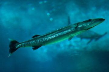 Great barracuda (Sphyraena barracuda).