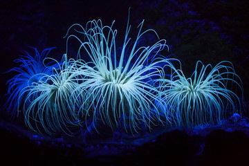 Cylinder anemone (Cerianthus membranaceus). - obrazy, fototapety, plakaty
