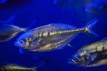 Fototapeta premium Atlantic horse mackerel (Trachurus trachurus).