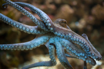 Common octopus (Octopus vulgaris). © Vladimir Wrangel